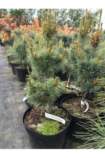 Сосна дрібноквіткова Бергман